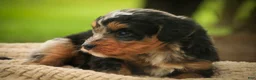 Mini Bernedoodle dogs for sale: Maple F1 Mini Bernedoodle  - Ad 7