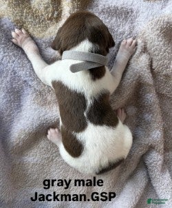 German Shorthaired Pointer dogs Gray Male - Ad 2