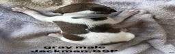 German Shorthaired Pointer dogs for sale: Gray Male - Ad 2