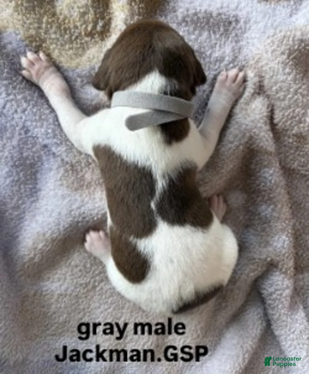 German Shorthaired Pointer dogs for sale: Gray Male - Ad 2