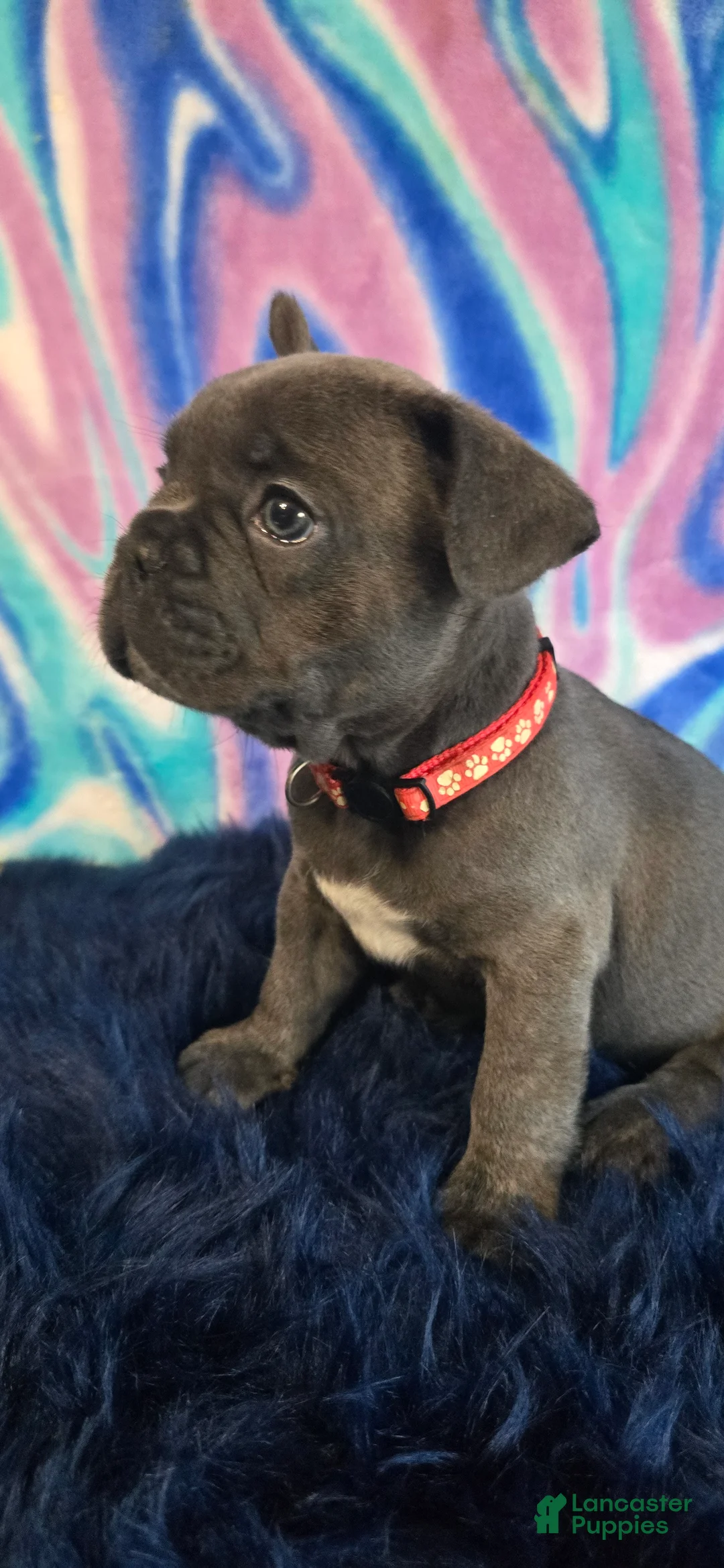 French Bulldog dogs for sale: Bella - Ad 1