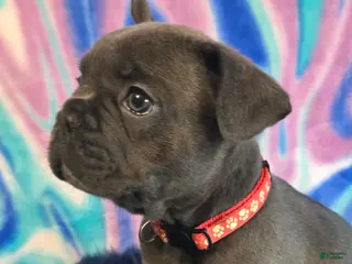 French Bulldog dogs for sale: Bella - Ad 4