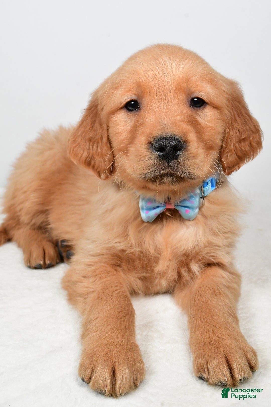 Golden Retriever dogs for sale: Kevin - Ad 5