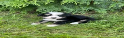 Mini Bernedoodle dogs for sale: Gracie  - Ad 5