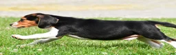 Beagle dogs for sale: Sammy - Ad 9