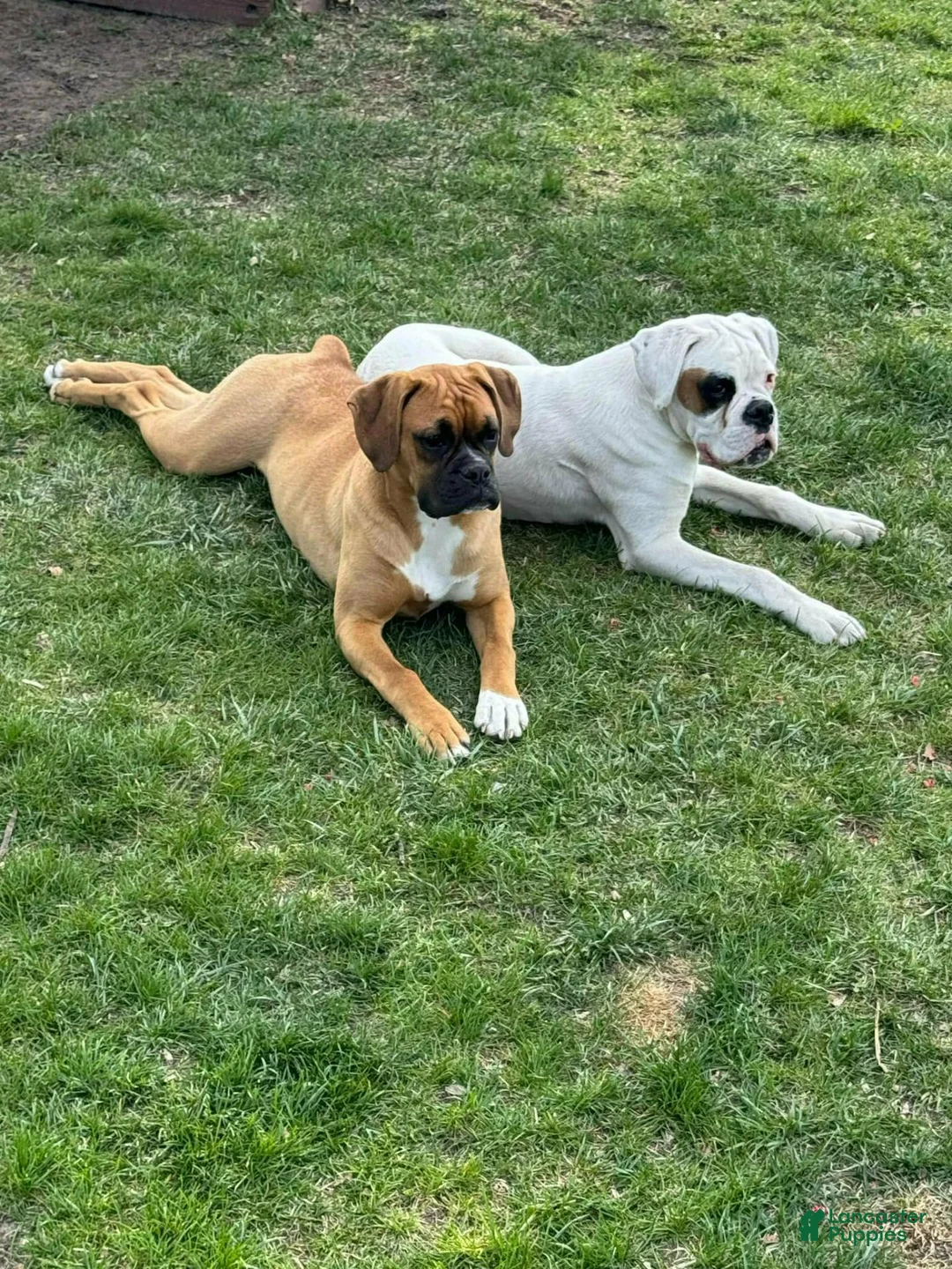 Boxer dogs for sale: Boxer 4 - Ad 2