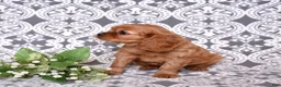 Cavalier King Charles Spaniel dogs for sale: Rusty - Ad 7