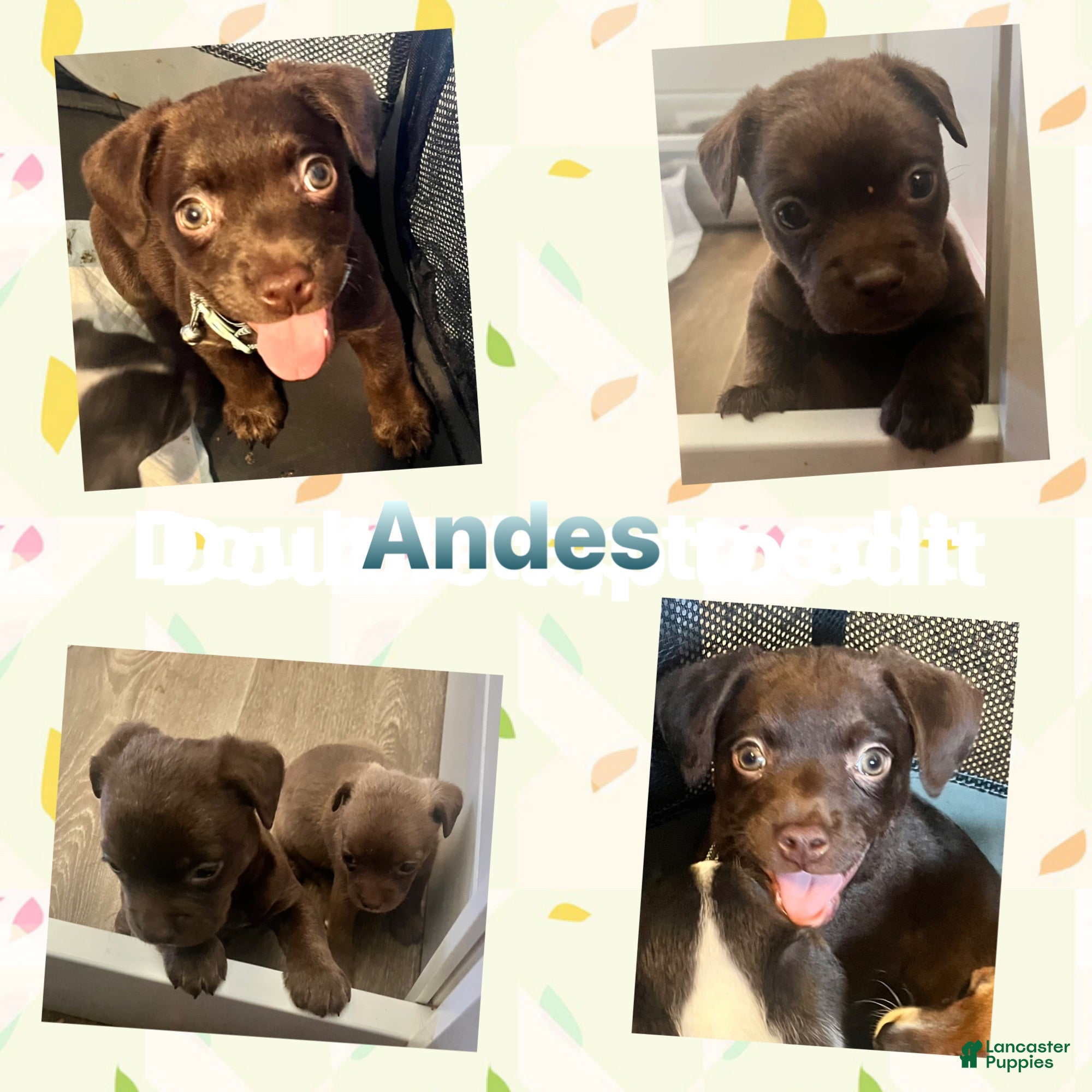 Mixed Breed dogs Andes - Ad 2
