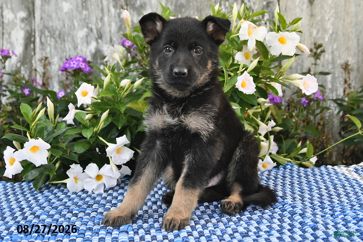 German Shepherd dogs Alfie - Ad 1