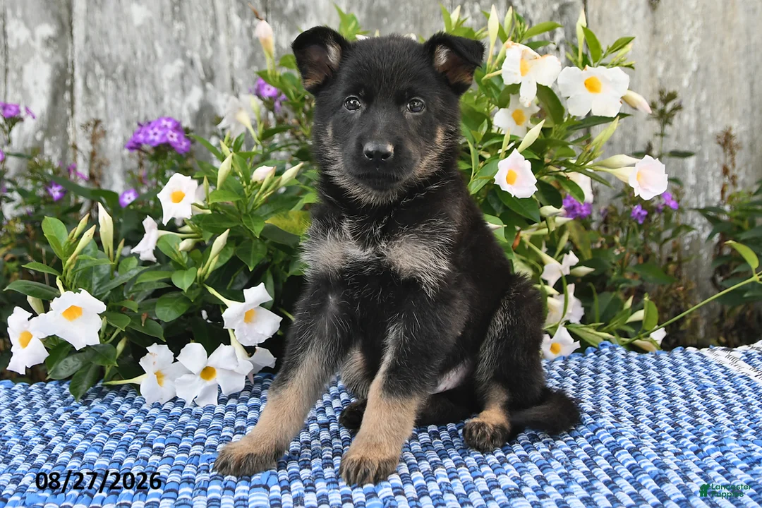 German Shepherd dogs for sale: Alfie - Ad 1