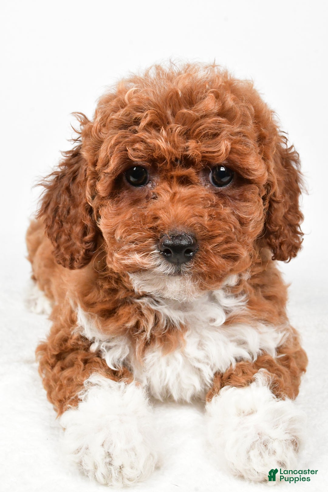 Bichpoo dogs for sale: Boots - Ad 3