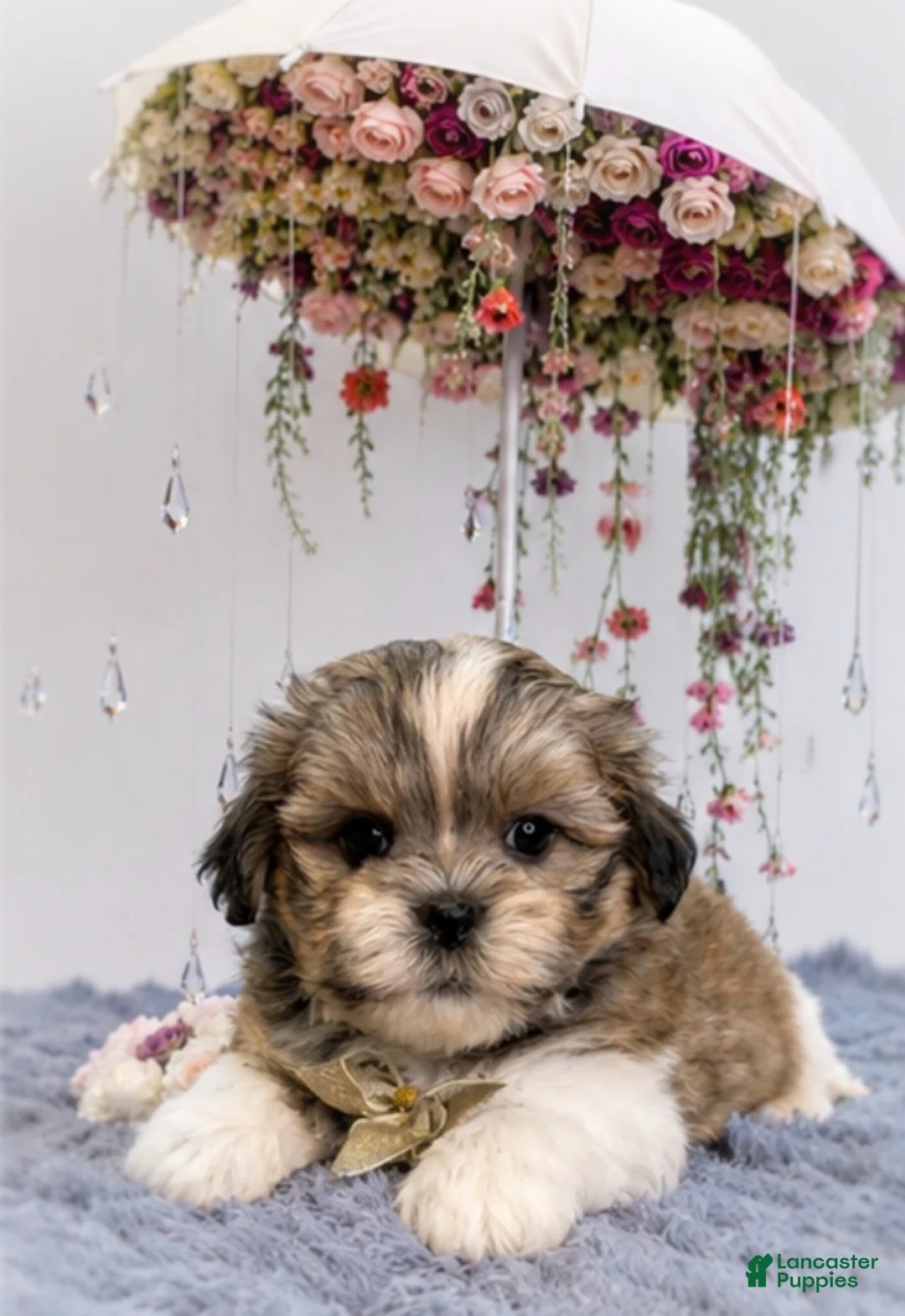 Malshi dogs for sale: Cookie - Ad 1