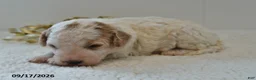 Mini Goldendoodle dogs for sale: Buster - Ad 13
