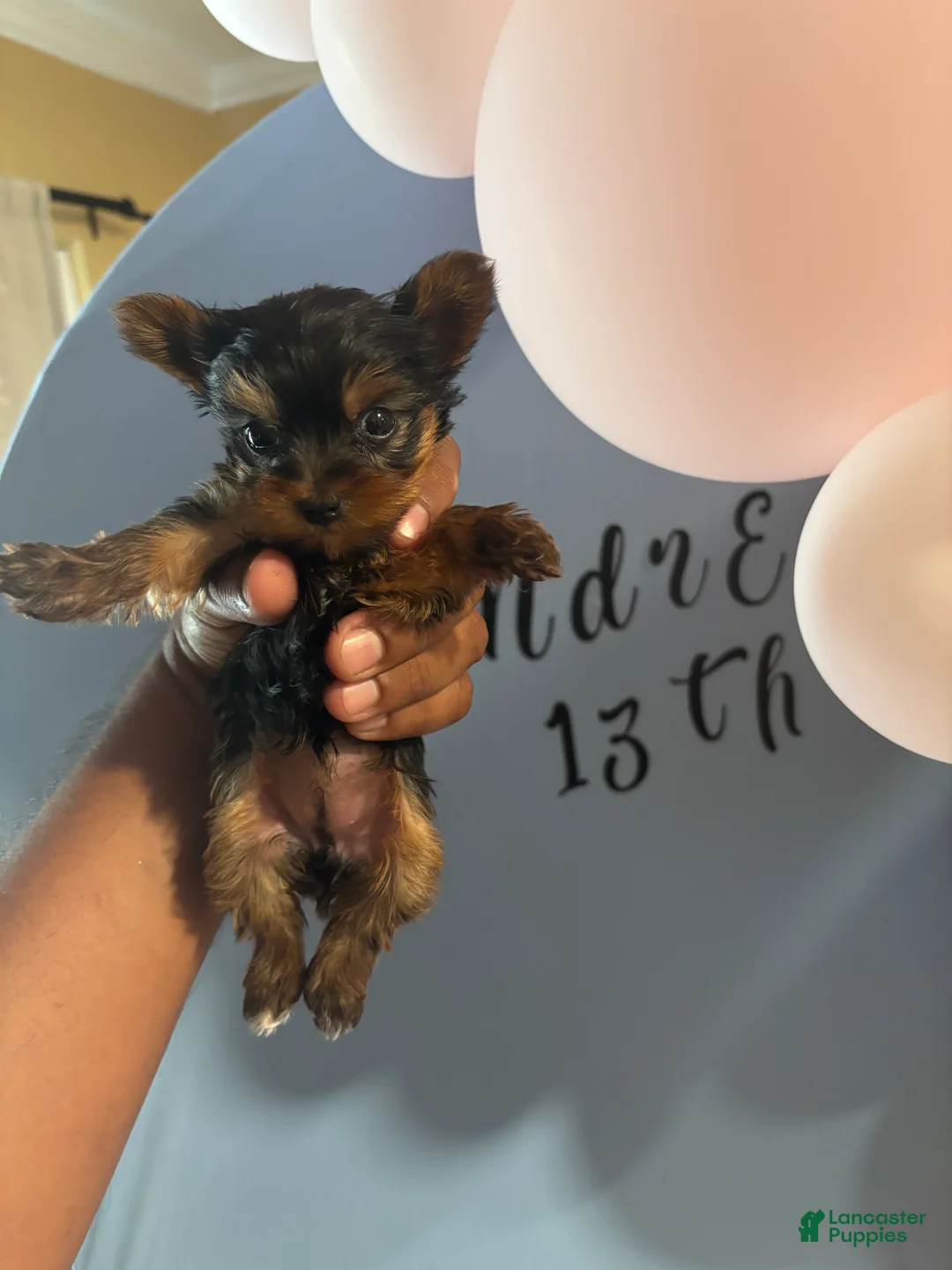 Yorkshire Terrier dogs for sale: Yorkshire Terrier 1 - Ad 1