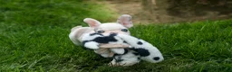 French Bulldog dogs for sale: Axel (Platinum with Blue Eyes) 💙🐾 - Ad 17