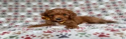 Cockapoo dogs for sale: Marcus - Ad 3