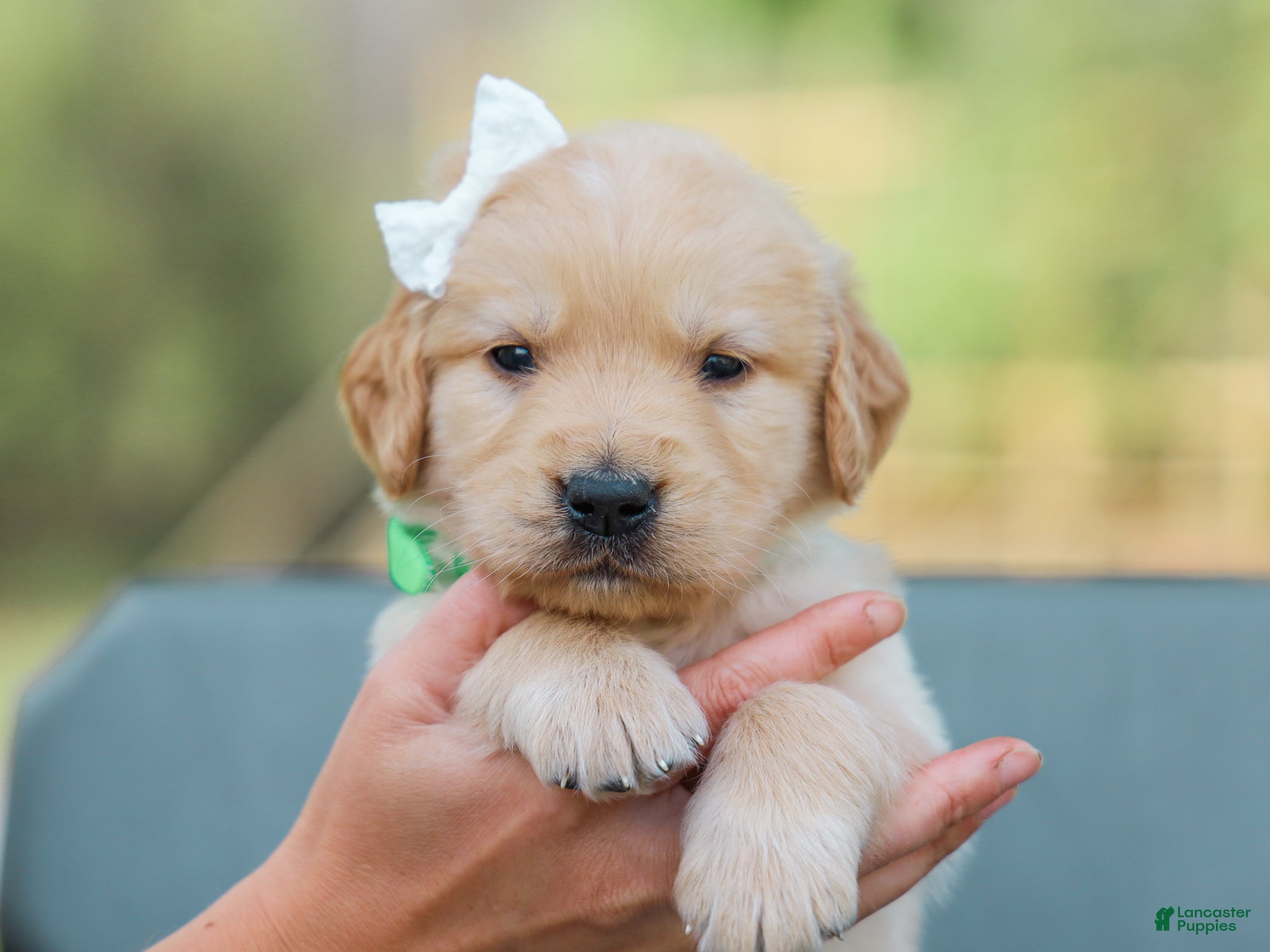 Golden Retriever dogs Alva ACA Golden Retriever Pup - Ad 2