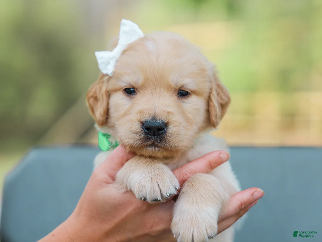 Golden Retriever dogs for sale: Alva ACA Golden Retriever Pup - Ad 2