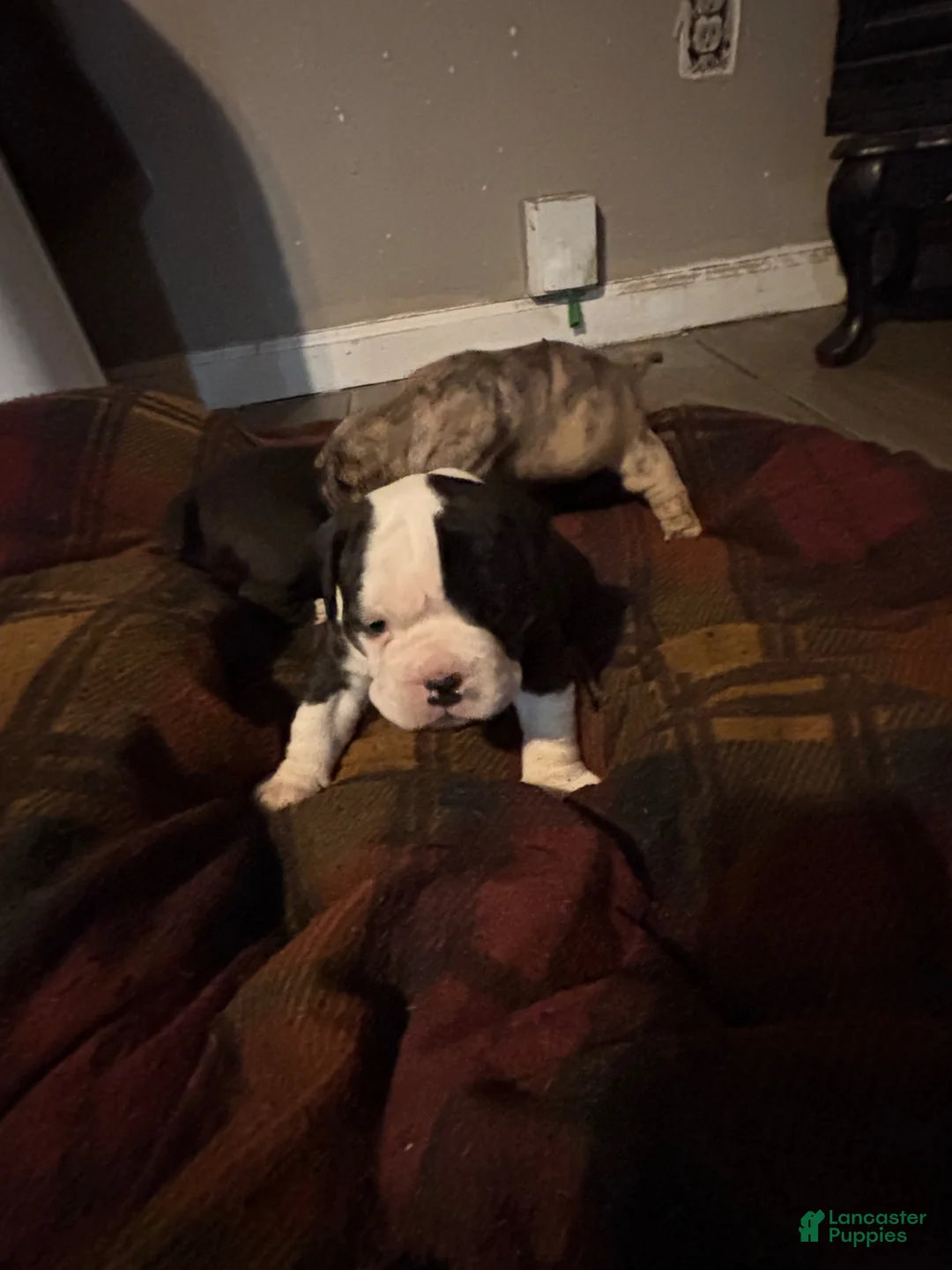 Olde English Bulldogge dogs for sale: Olde English Bulldogge Puppy 1 - Ad 2