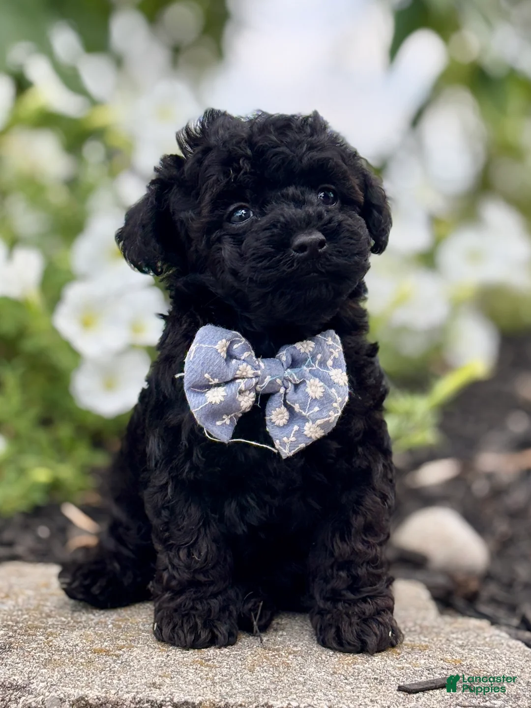 Toy Poodle dogs for sale: Smacker - Ad 24
