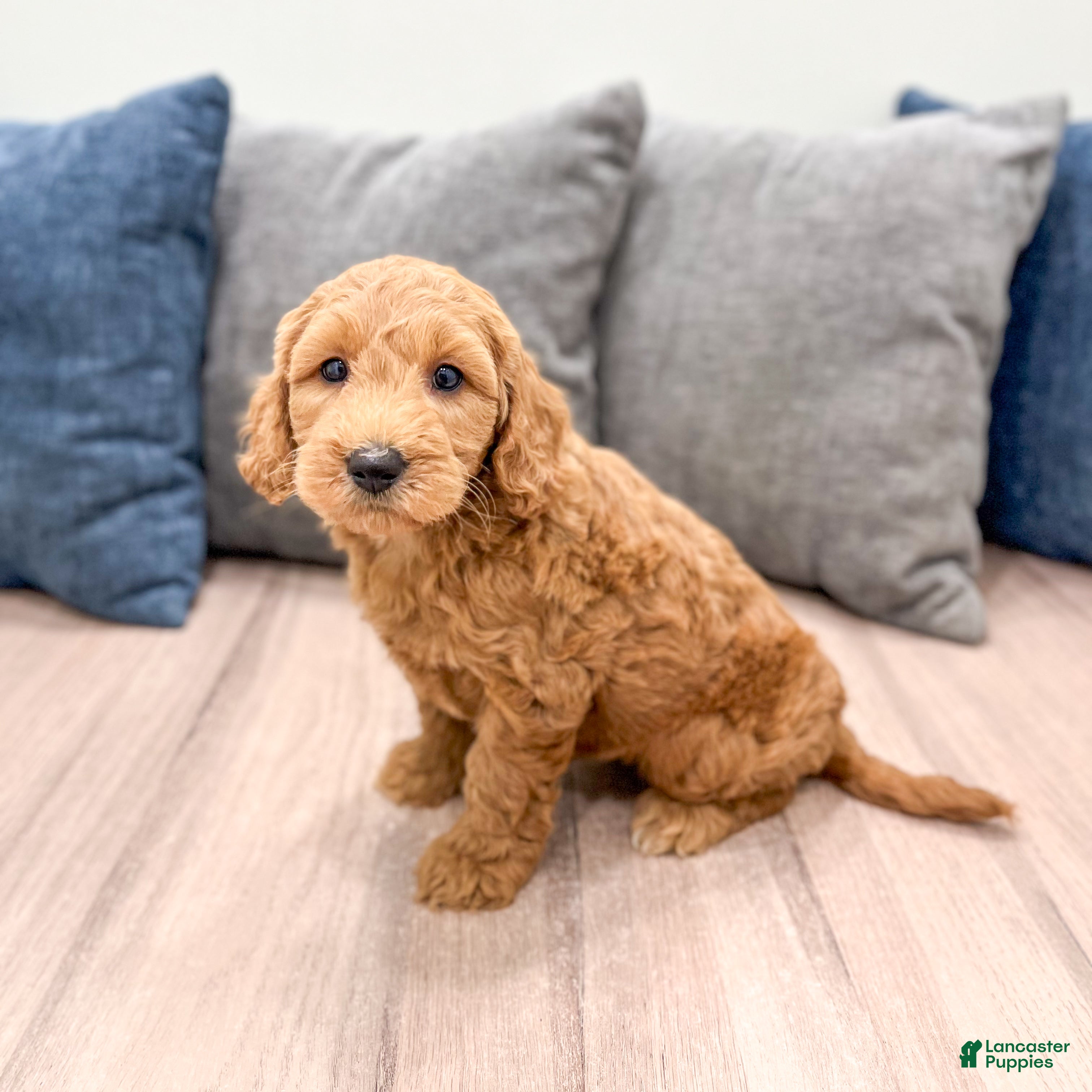 Mini Goldendoodle dogs Jack - Ad 2