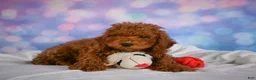 Miniature Poodle dogs for sale: Joey - Ad 5