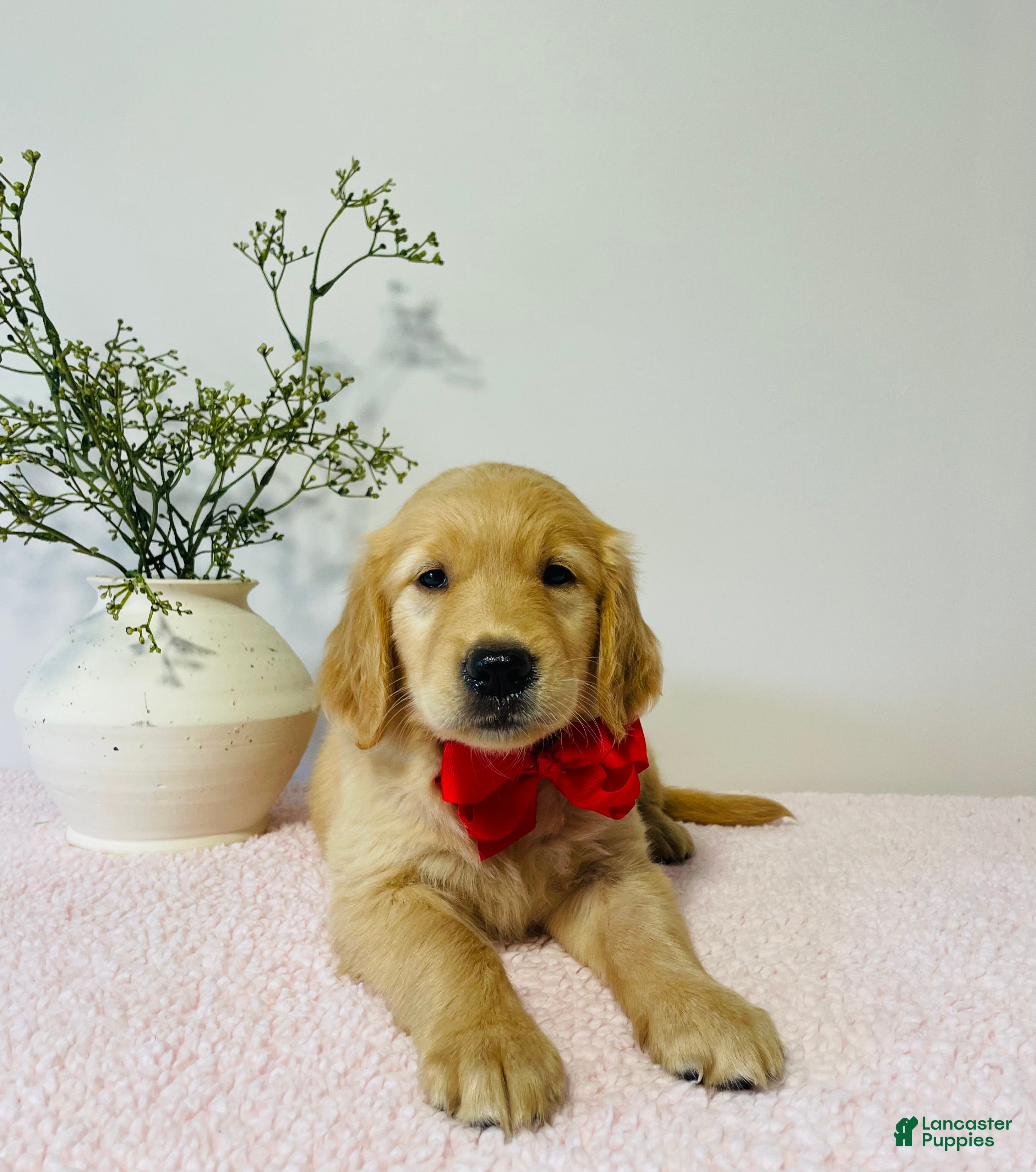 Golden Retriever dogs Dolly - Ad 1