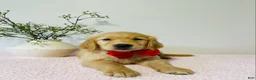 Golden Retriever dogs for sale: Dolly - Ad 1