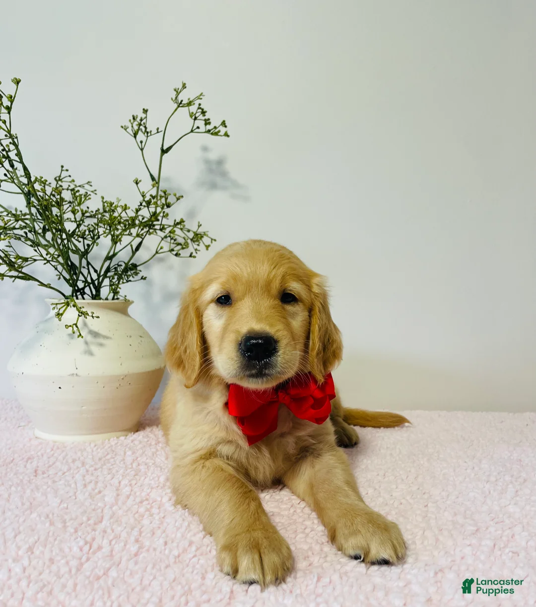 Golden Retriever dogs for sale: Dolly - Ad 1