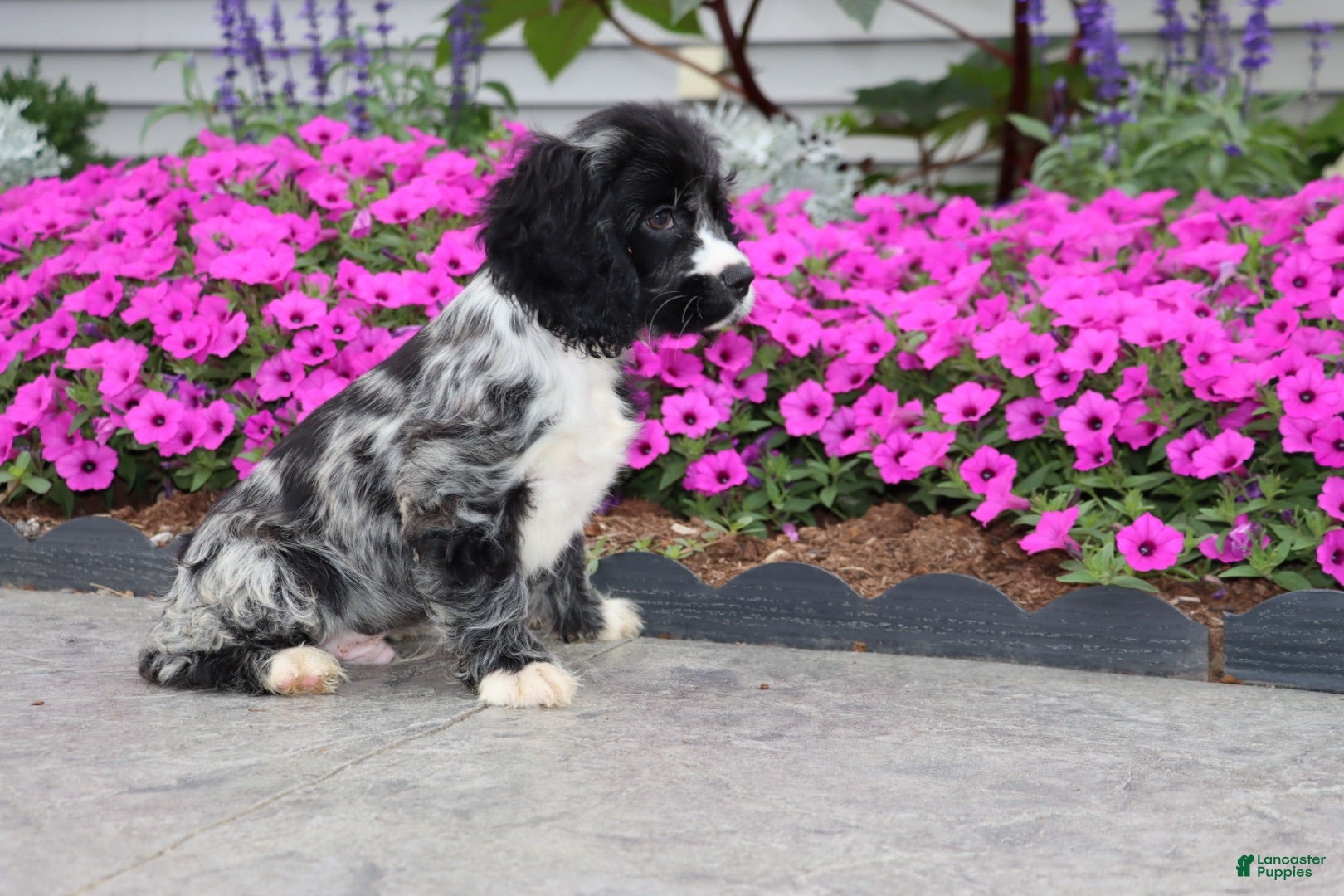 Cocker Spaniel dogs Bravo - Ad 2