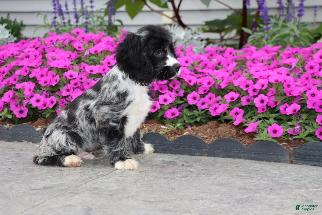 Cocker Spaniel dogs for sale: Bravo - Ad 2