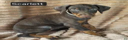 Doberman Pinscher dogs for sale: Scarlett  - Ad 4