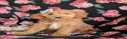 Mini Goldendoodle dogs for sale: Belinda Hypoallergenic - Ad 8