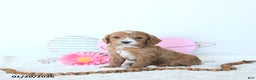Mini Goldendoodle dogs for sale: Leo - Ad 1
