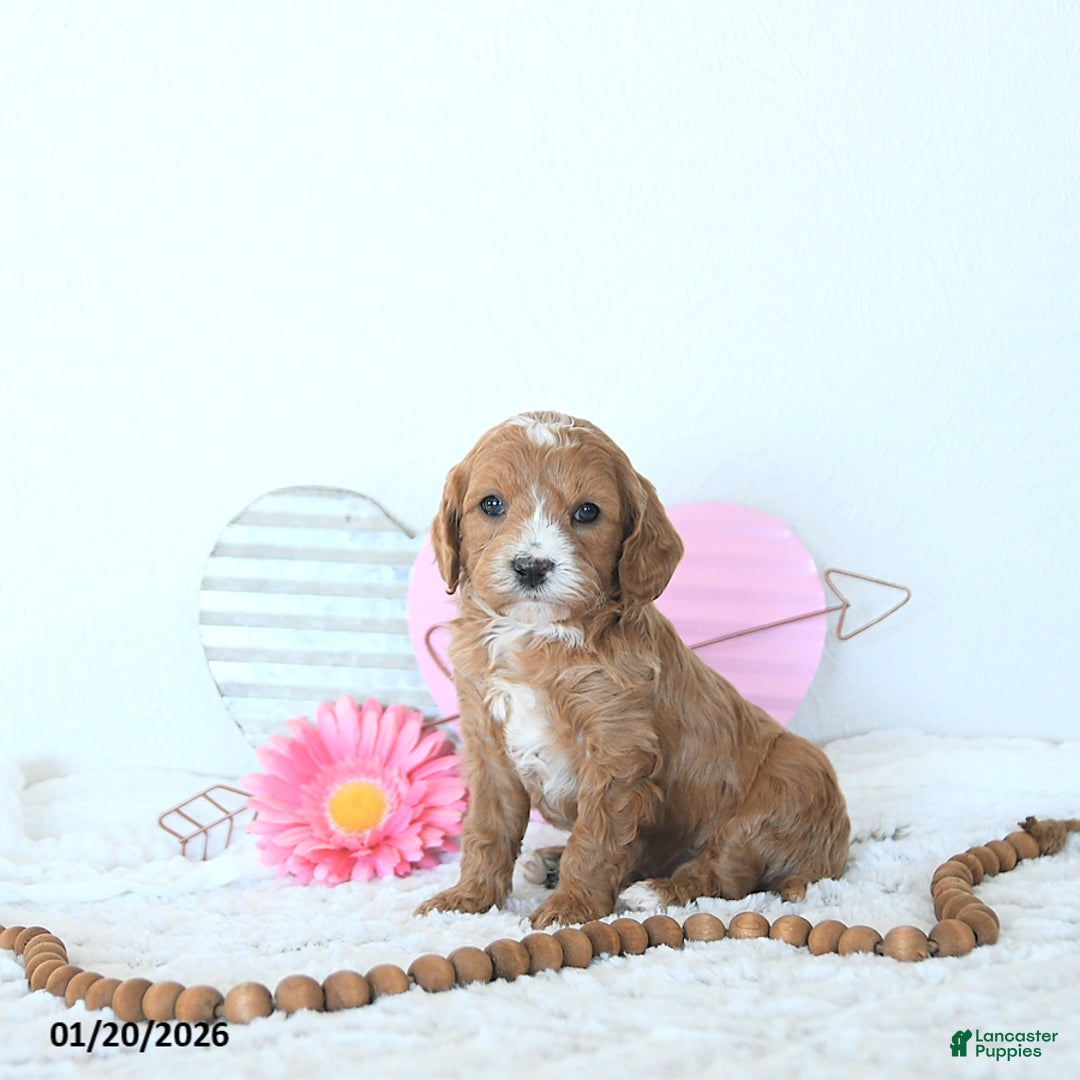 Mini Goldendoodle dogs for sale: Leo - Ad 1