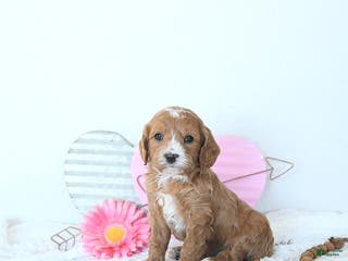 Mini Goldendoodle dogs Leo - Ad 3
