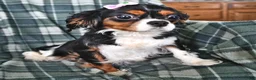Cavalier King Charles Spaniel dogs for sale: Lavender - Ad 4