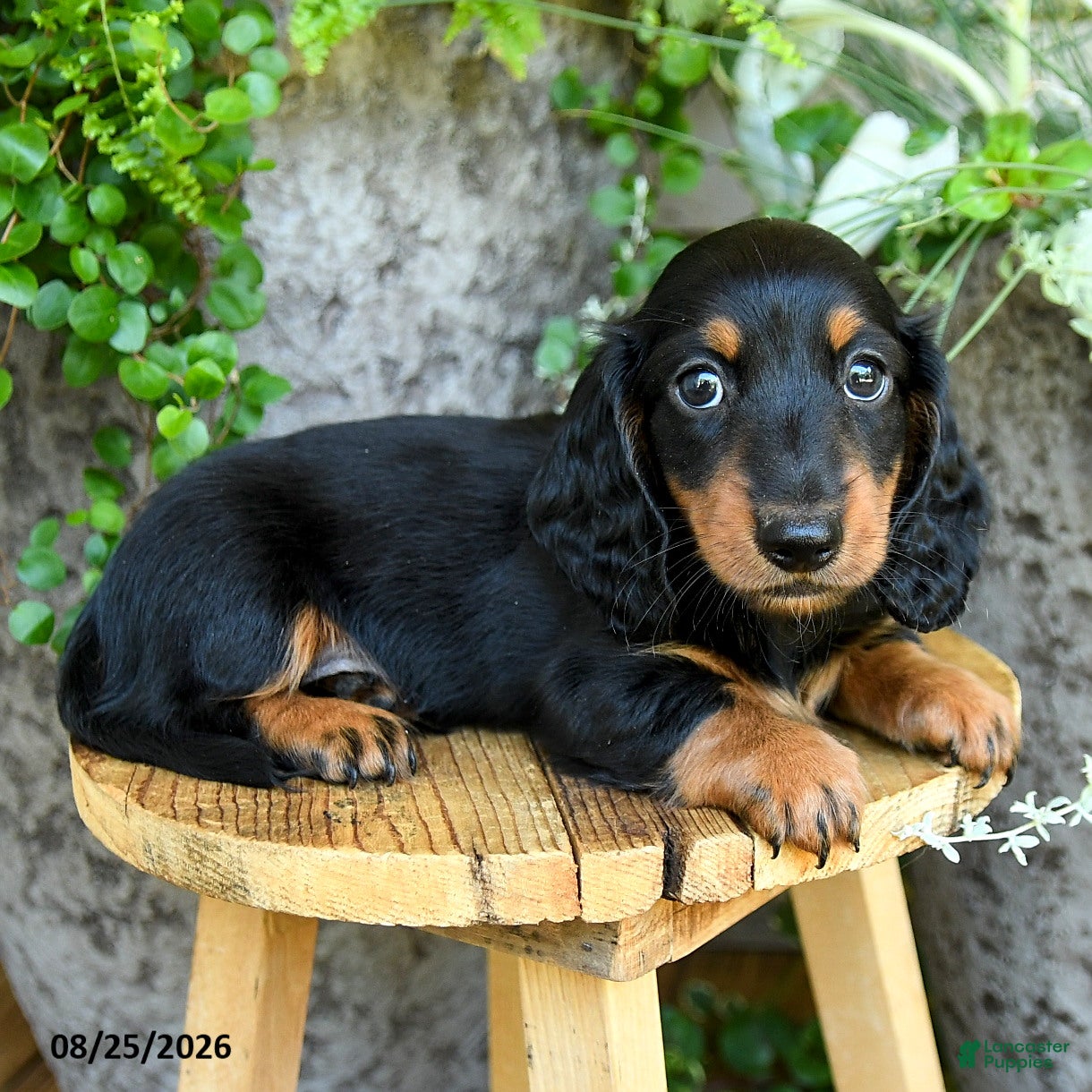 Miniature Dachshund dogs Elliot - Ad 2