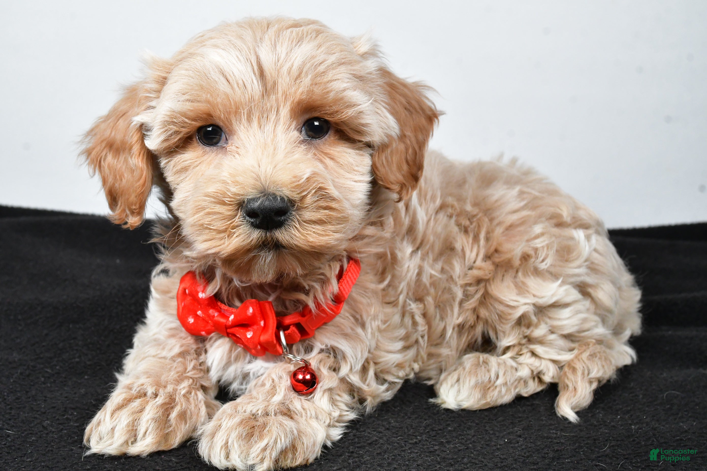 Maltipoo dogs Sanford - Ad 12