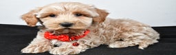 Maltipoo dogs for sale: Sanford - Ad 1