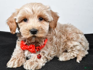 Maltipoo dogs Sanford - Ad 42