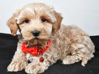 Maltipoo dogs Sanford - Ad 37