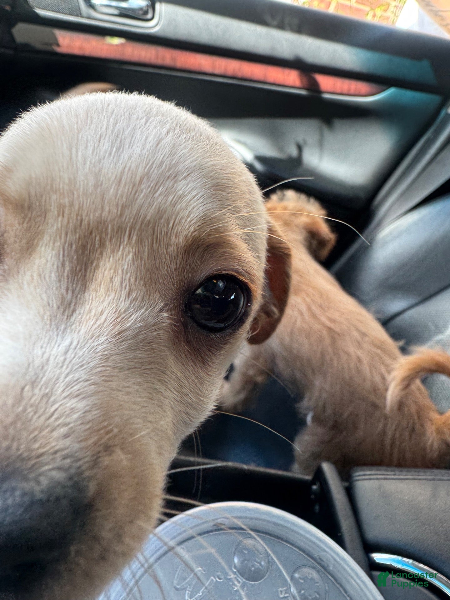 Mixed Breed dogs Nala - Ad 30