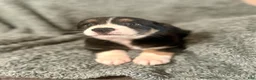 Australian Shepherd dogs for sale: Hermione - Ad 2