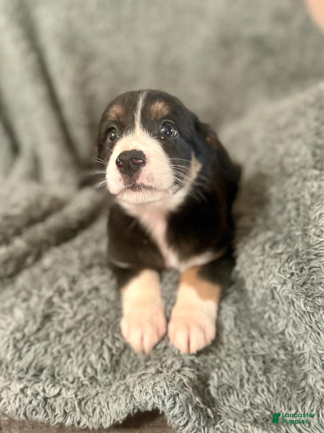 Australian Shepherd dogs for sale: Hermione - Ad 2