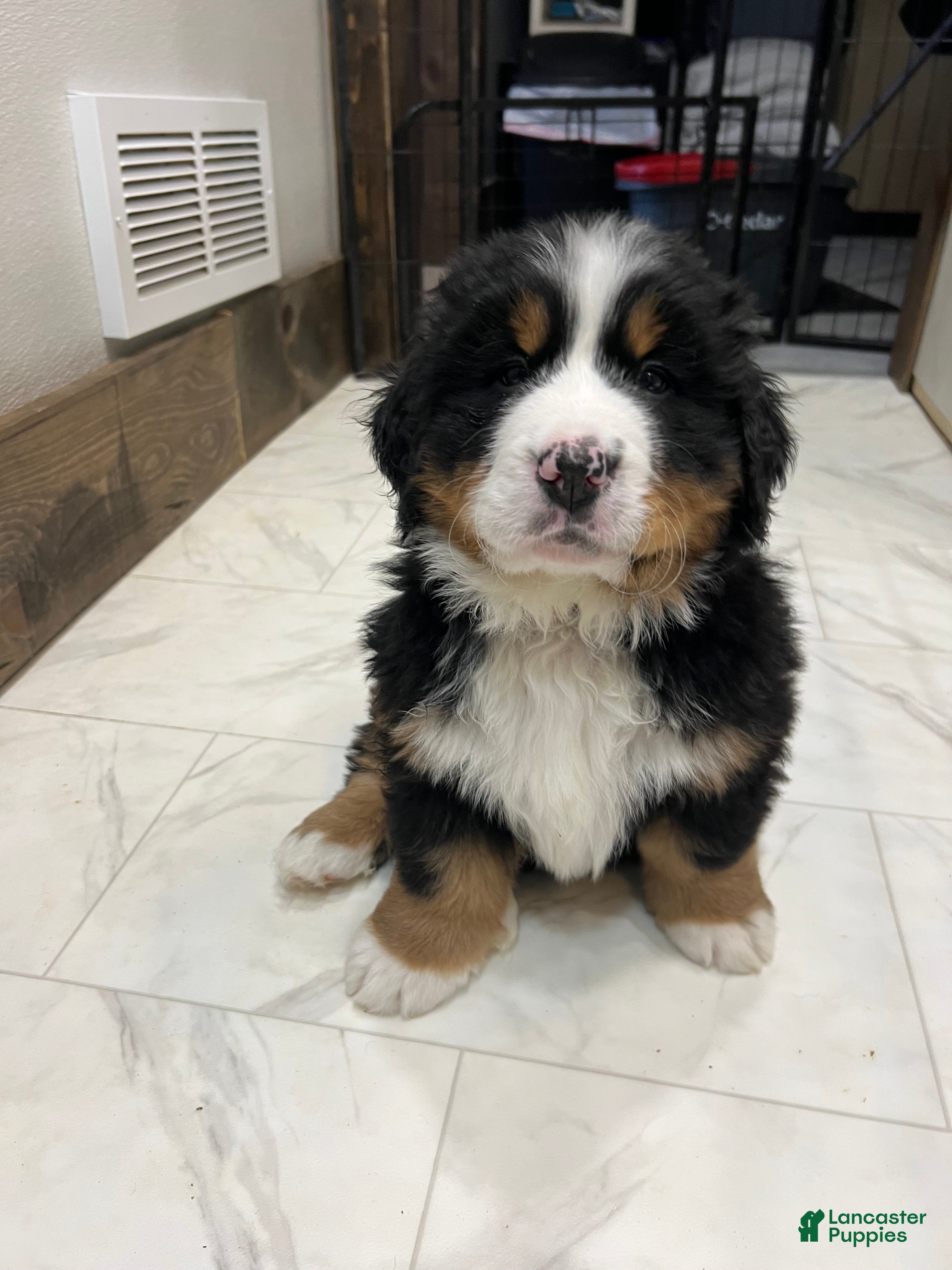 Bernese Mountain Dog dogs Biscotti - Ad 17