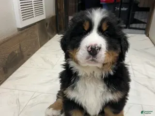 Bernese Mountain Dog dogs Biscotti - Ad 17