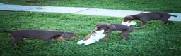 Doberman Pinscher dogs for sale: MASTER - Ad 23