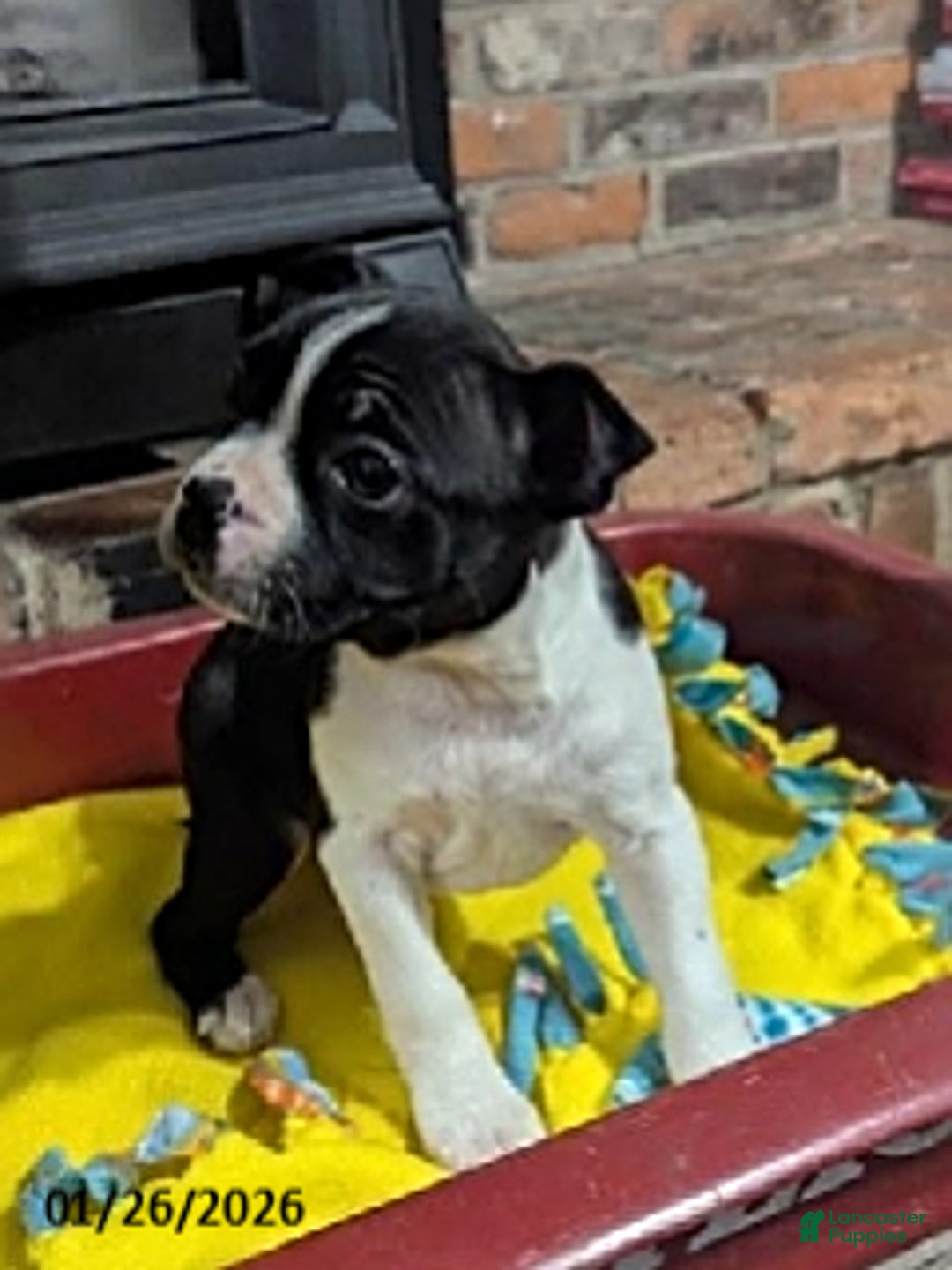 Boston Terrier dogs for sale: Heidi - Ad 4