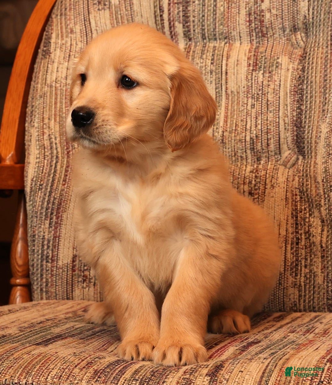 Golden Retriever dogs for sale: Ginger - Ad 6